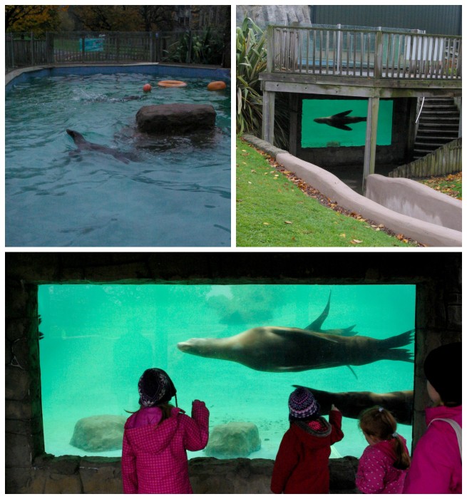 The sealions at Knowsley Safari Park