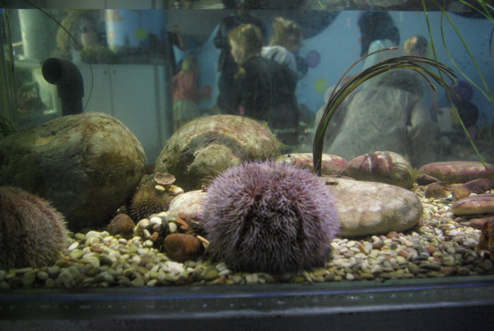 A sea urchin at The Deep Hull