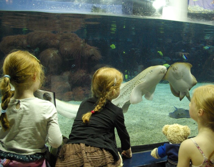 Watching fish at The Deep Hull