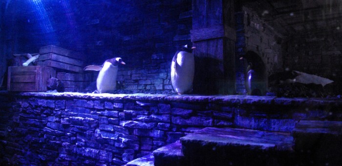 Penguins at The Deep Hull