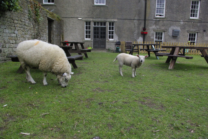 Sheep in the garden at YHA Grinton Lodge