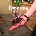 Bugtopia Hornsea Review
