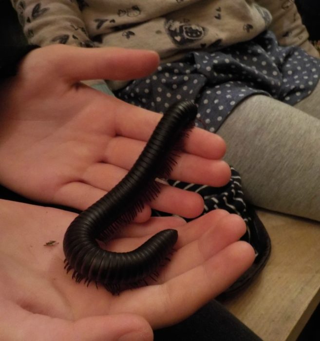 Meeting a Millipede at Bugtopia Hornsea