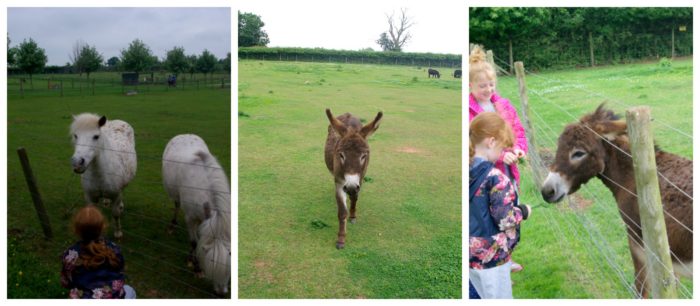 Meeting the ponies and donkeys at Crealy Adventure Park