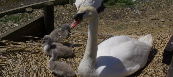 A family of swans at Abbotsbury Swannery