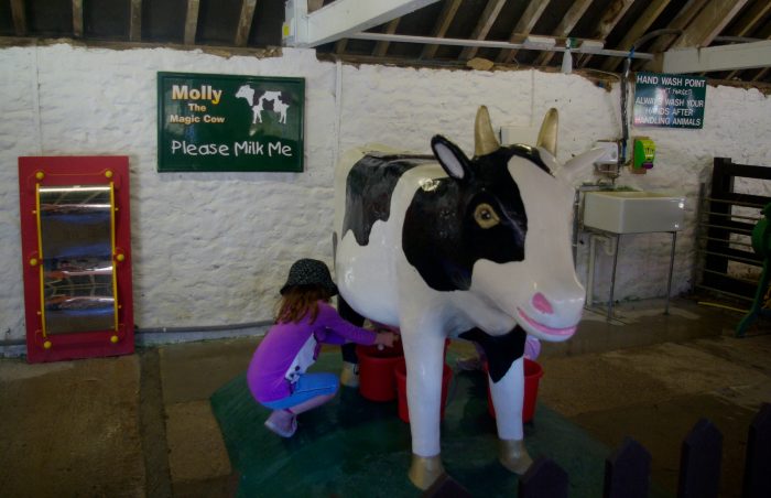 Molly the magic cow at Abbotsbury Childrens Farm