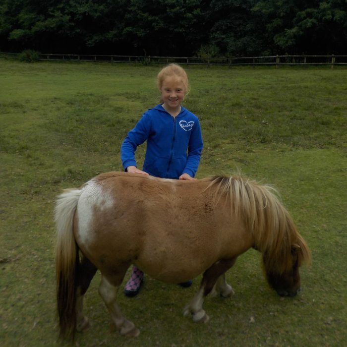 Miniature ponies at The Miniature Pony Centre