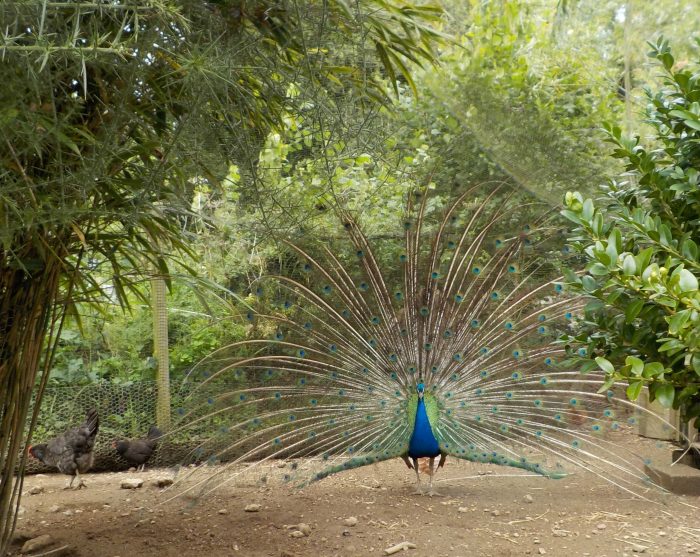 A peacock at The Miniature Pony Centre