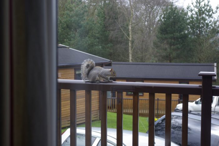 Squirrel visitor at Sandybrook Country Park