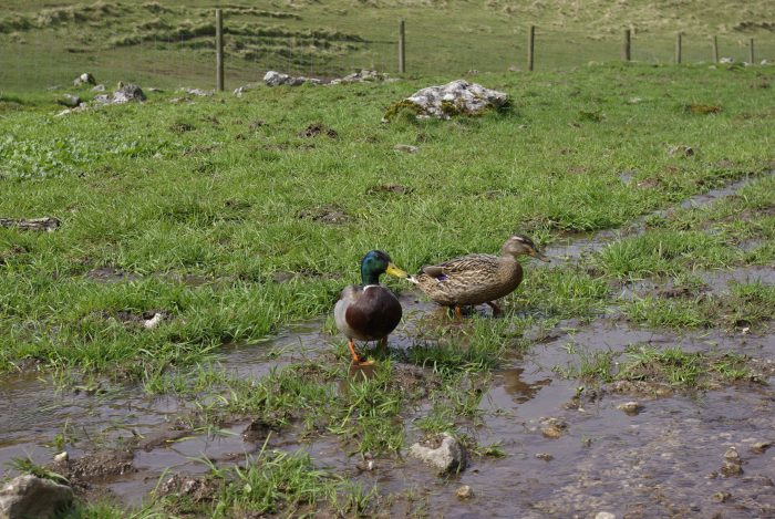 Dovedale ducks