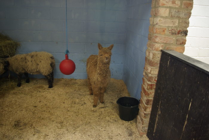 A baby alpaca at Lightwater Valley theme park in North Yorkshire