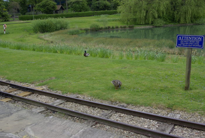 Ducks at Lightwater Valley